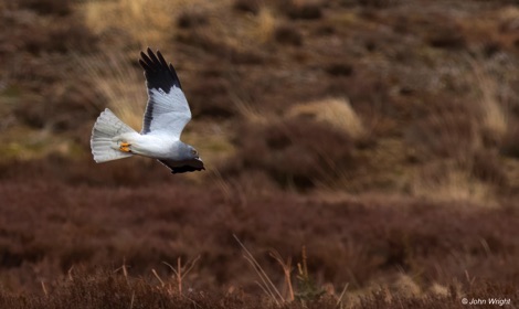 Hen Harrier at Langholm Moor